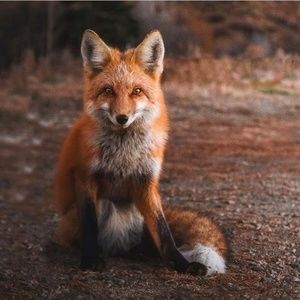 Meet your Posher, Randy